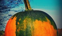 pumpkin - TheFarmersInTheDell.com