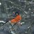 grumpy robin - TheFarmersInTheDell.com