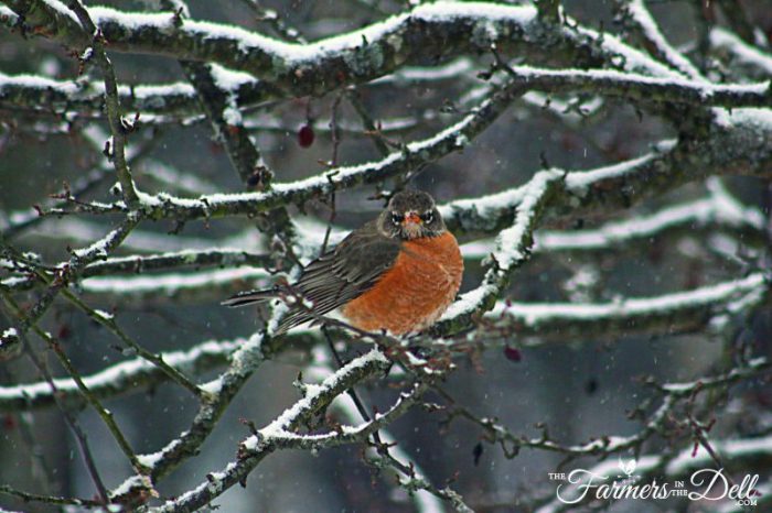 grumpy robin - TheFarmersInTheDell.com
