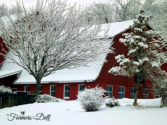 barn in winter - TheFarmersInTheDell.com