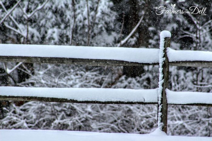 fence in winter - TheFarmersInTheDell.com