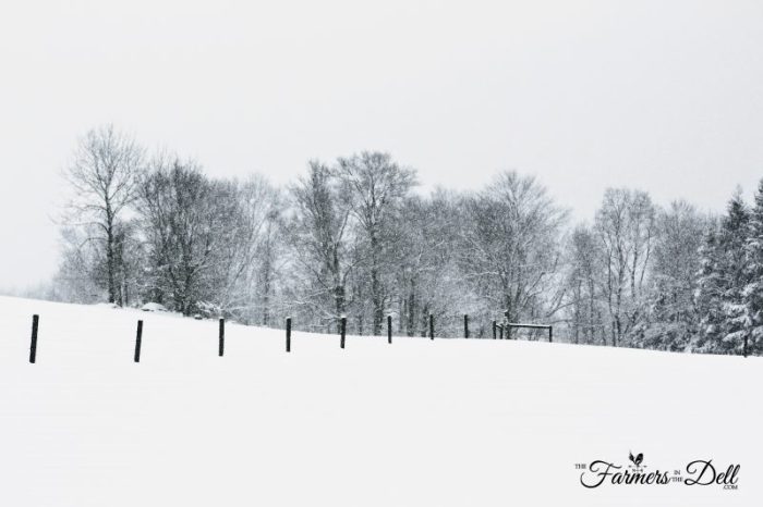field in winter - TheFarmersInTheDell.com