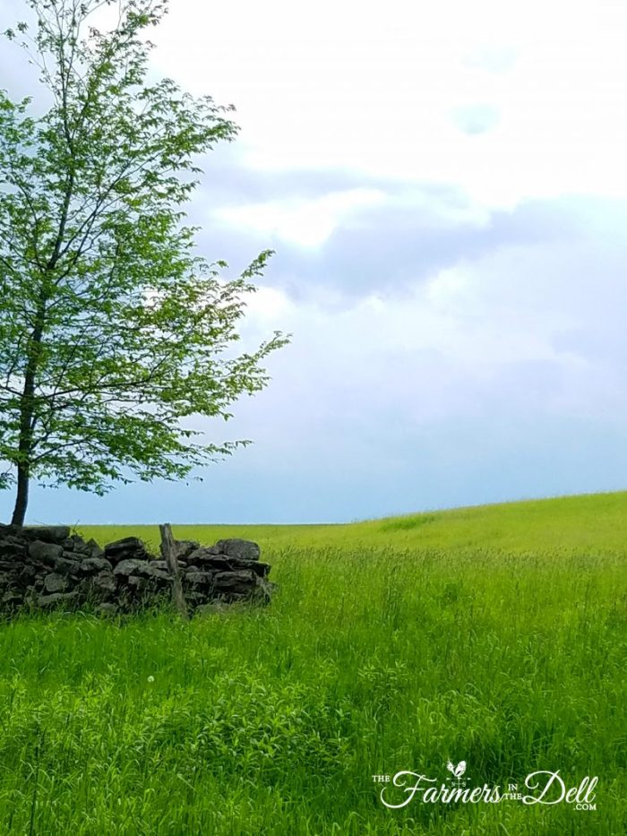 hayfield - TheFarmersInTheDell.com