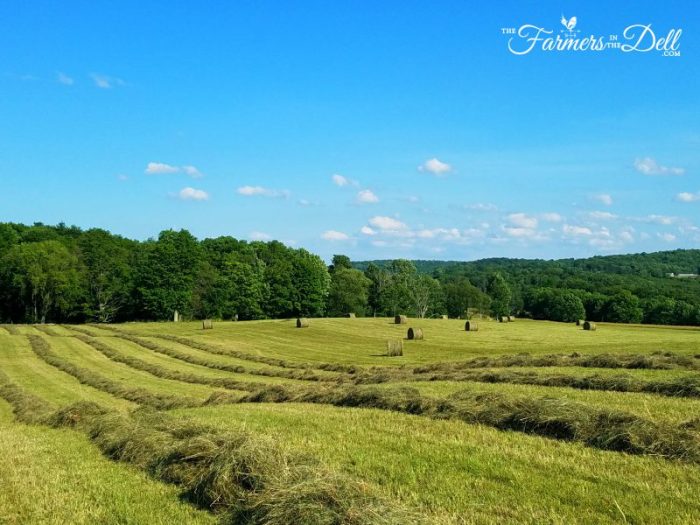 hayfield - TheFarmersInTheDell.com