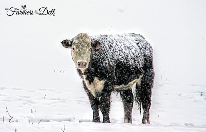 hereford in snow - TheFarmersInTheDell.com