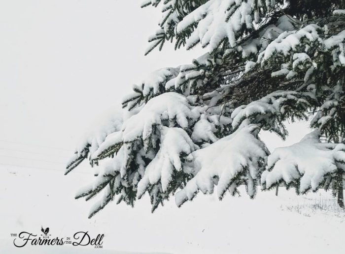 snow covered evergreen tree - TheFarmersInTheDell.com