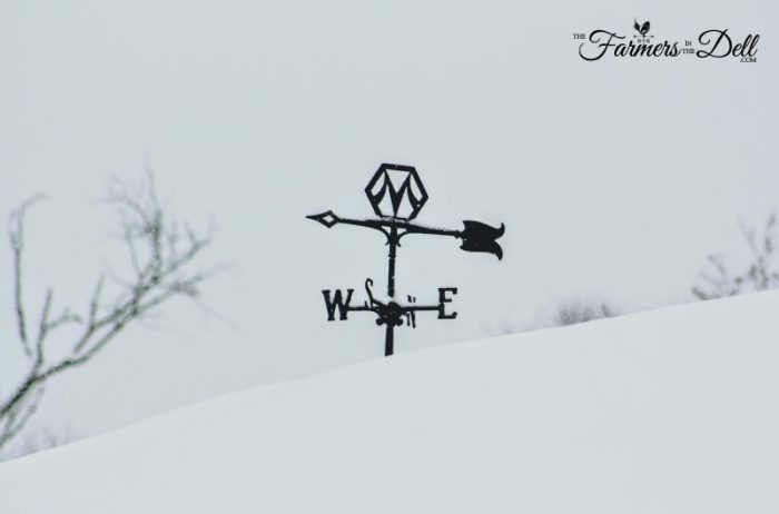 weathervane - TheFarmersInTheDell.com