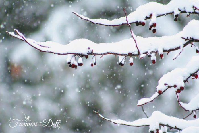 winter crabapple - TheFarmersInTheDell.com