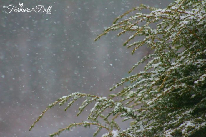 spring snow storm - TheFarmersInTheDell.com
