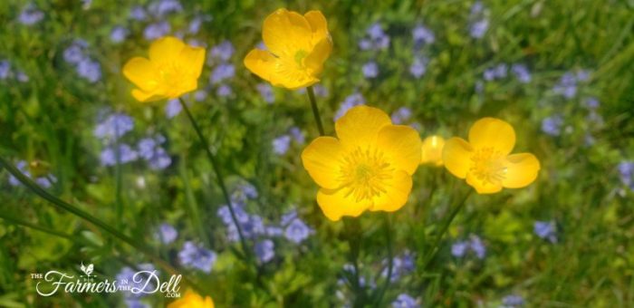 buttercups - TheFarmersInTheDell.com
