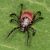 black legged tick